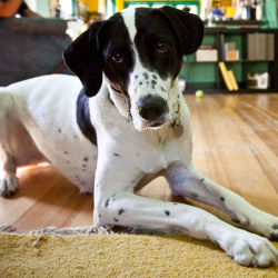DogWatch of East Central PA, LLC, Lewisburg, Pennsylvania | Indoor Pet Boundaries Contact Us Image