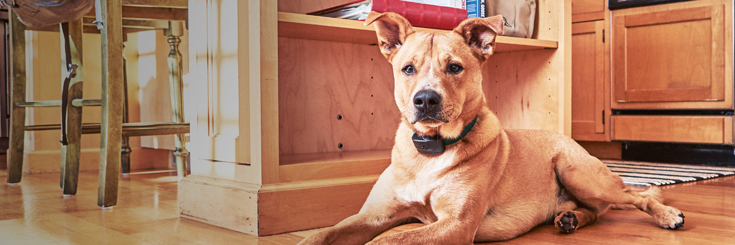 DogWatch of East Central PA, LLC, Lewisburg, Pennsylvania | Indoor Pet Fences Slider Image