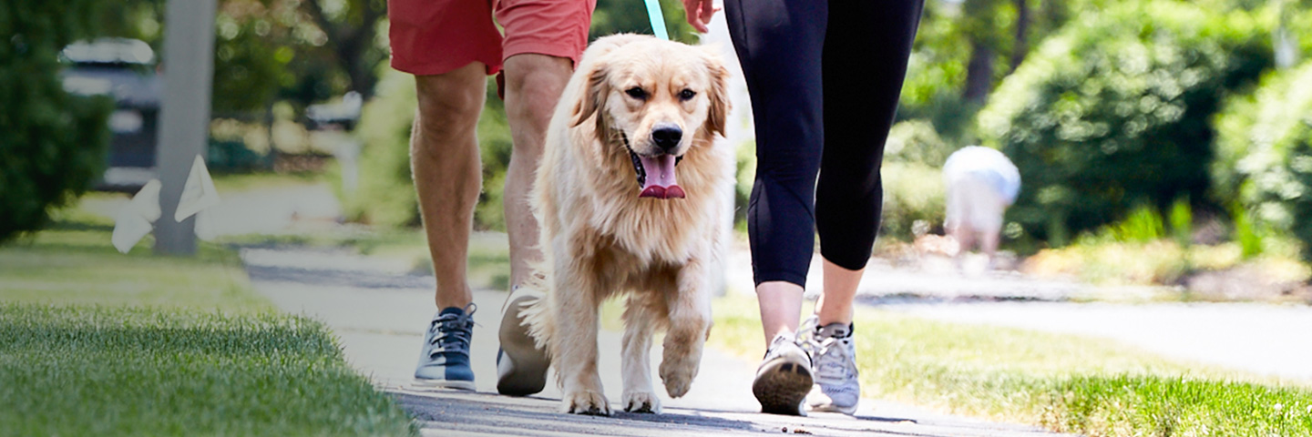 DogWatch of East Central PA, LLC, Lewisburg, Pennsylvania | SideWalker Leash Trainer Slider Image